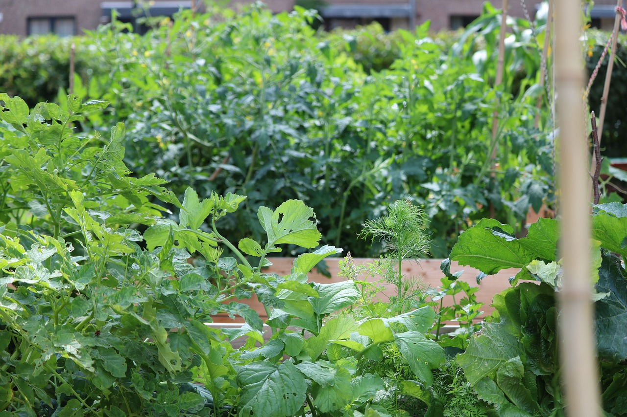 Comment créer un potager surélevé facile à entretenir ?